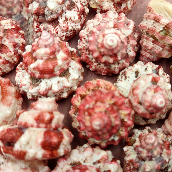 Red White Trochus Topper Seashells (5 shells approx. 0.75+ inches) Red Pink White Trochus Ferreirai Shells for crafts collecting & jewelry! Copyright 2026 SeaShellSupply.com.