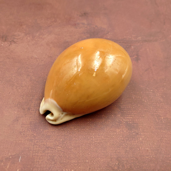 Golden Cowrie Seashell Callistocypraea aurantium (1 shell approx. 3.25+ inches) Gold Cowry Shell for display collecting & coastal decor! 04