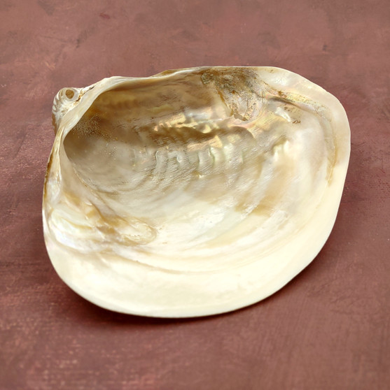 Pearlized Pink Mussel Shell Half (1 shell HALF approx. 6+ inches) Silver Modiolus Demissus Mussel Shell for arts crafts & collecting!