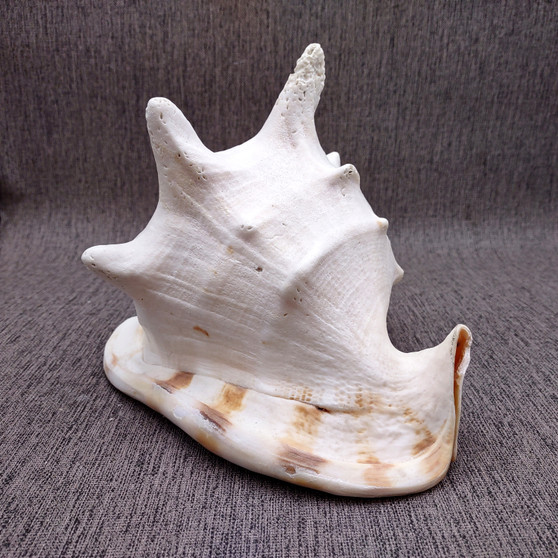 Giant Queen Helmet Conch Seashell (1 shell approx 8+ inches) XL Cassis Madagascariensis Helmet Shell for nautical decor or centerpiece!