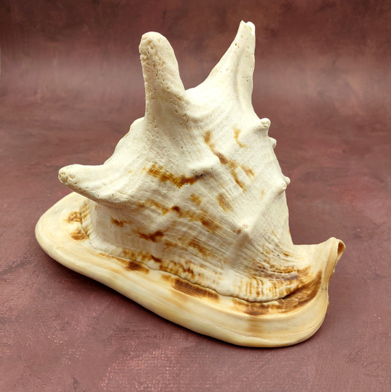 Giant Queen Helmet Conch Seashell (approx. 8+ inches) Extra Large Echinolittorina Lineolata Shell for nautical decor or home centerpiece!