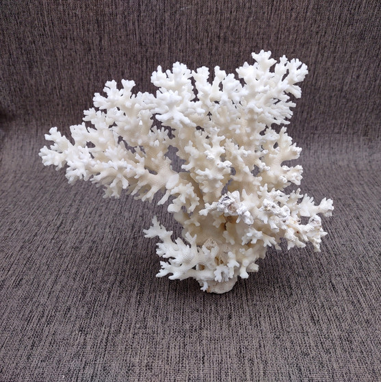 Large White Lace Coral Cluster (1 coral approx. 8L x 4H x 7D inches) White Pocillopora Damicornis Lace Coral Cluster for home display! Copyright 2026 SeaShellSupply.com.