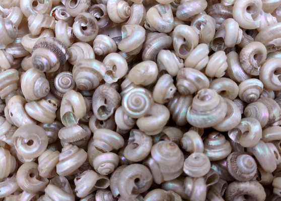 Tiny Pearlized Trochus Seashells (Approx. half cup +/-180 shells 0.25+ inches) Tiny Pearl Trochus shells for crafting jewelry & decoration! Copyright 2025 SeaShellSupply.com.