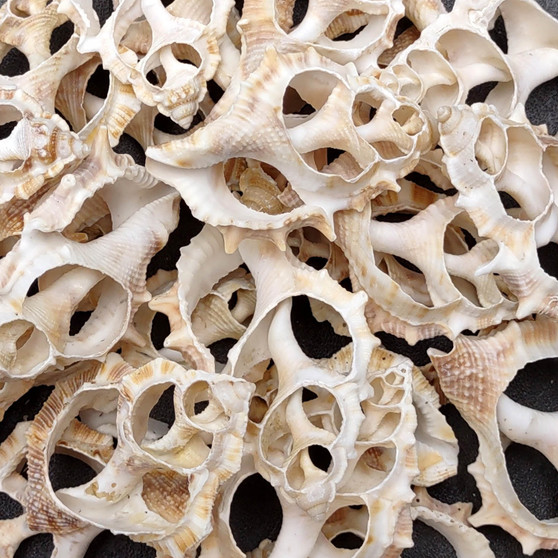 Sliced Cream White Frog Seashells (10 shells approx. 2+ inches) Bursa Spinosa Sliced Tan Spotted Frog Shells for jewelry arts & crafts!