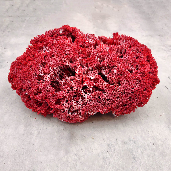Medium Red Pipe Organ Coral Cluster (1 coral approx. 8L x 5D x 3H inches) Tubipora Musica Red Coral Chunk for home display & decoration!