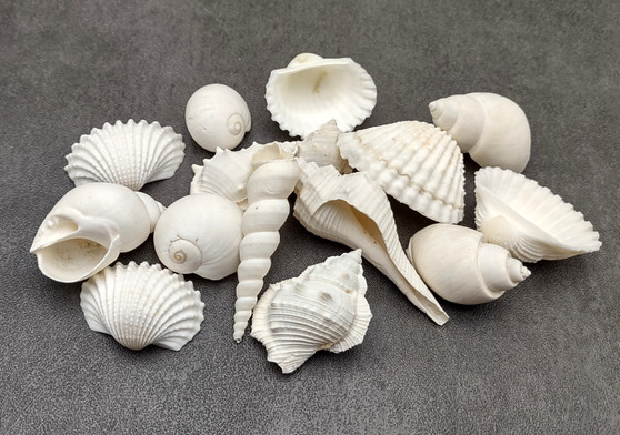 White Seashell Medium Wedding Mix (12-15 shells approx. .75-2 inches). Multiple white different shaded shells in a pile. Copyright 2022 SeaShellSupply.com.