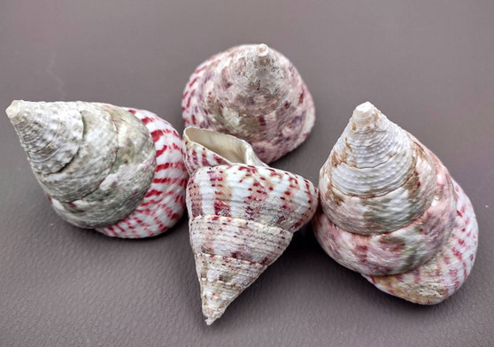 Strawberry Trochus Seashells - Techtus Conus - (4 shells approx. 1.5-2.5 inches). Four spiral pink and purple shells laid out to show the different angles. Copyright 2024 SeaShellSupply.com.
