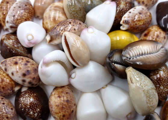 Assorted Cowrie Shells (approx. 10-15 shells .75-1.5 inches). Multiple earthly colored shells in a pile. Copyright 2022 SeaShellSupply.com.