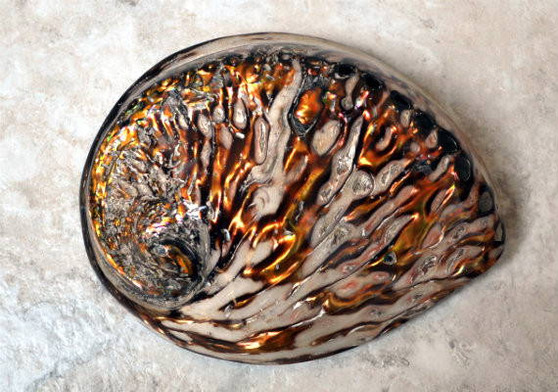 Polished Copper Midas Abalone Seashell (5-6\") - Haliotis Midae. Ombre color swirl pallet shaded shell. Copyright 2022 SeaShellSupply.com .