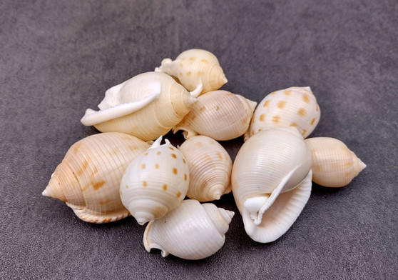 Japanese Bonnet Seashells - India - Phalium Bisulcatum - (10 shells approx. 1.5-2 inches). Multiple white spiral shells with light brown coloring in different shades laying next to each other. Copyright 2022 SeaShellSupply.com.
