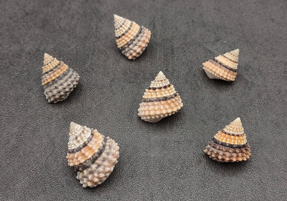 Coronate Prickly Winkle Seashells Tectarius Coronatus (6 shells approx. 0.5+ inches) Coronate Prickly Winkle Shells for jewelry & display!