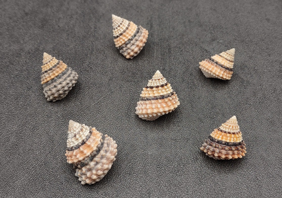 Coronate Prickly Winkle Seashells -Tectarius Coronatus - (6 shells approx. .5-.75 inches). Multiple sand colored ribbed shells in a pile. Copyright 2022 SeaShellSupply.com.