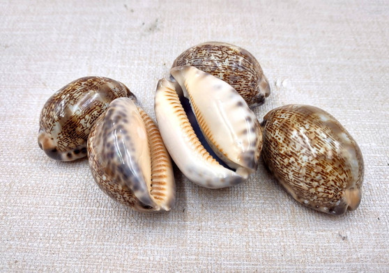 Arabic Cowrie Seashells - Cypraea Arabica - (5 shells approx. 1.5-2 inches). Copyright 2024 SeaShellSupply.com.
