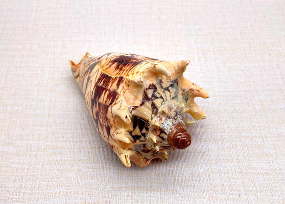 Imperial Volute Seashell - Voluta Imperialis - (1 shell approx. 5-6 inches) Tan shaded wrapped shell. Copyright 2025 SeaShellSupply.com.