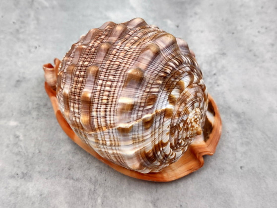 Bullmouth Helmet Seashell (5-6 inches) - Cassis Rufa. A rust colored shell with a white contrasting design. Copyright 2025 SeaShellSupply.com.
