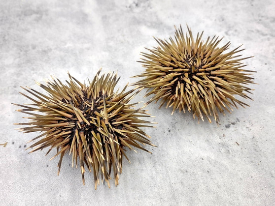 Sea Urchin w/Spines - Echinometra Mathaei - (2 urchins approx. 2.5-3.5 inches). One colored piked Sea Urchin. Copyright 2025 SeaShellSupply.com.
