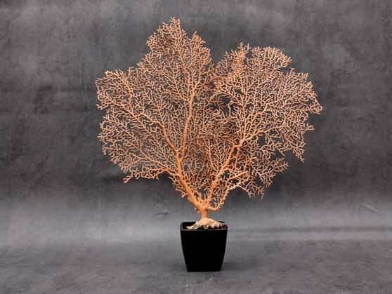 Red-Orange Sea Fan - Echinogorgia SP - (1 fan 7-10 inches). One wide Sea Fan. Copyright 2025 SeaShellSupply.com.