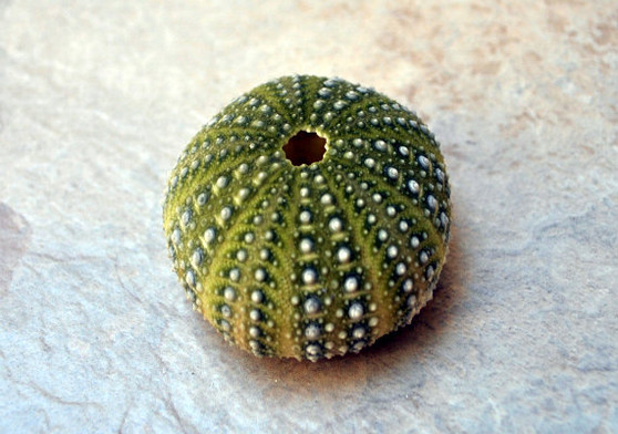 Green Mexican Sea Urchin (1.5 - 2.5 inches) - Strongylocentrotus Drobachiensis. One light green shell with stripes of dark green and white ribs along the stripes. Copyright 2022 SeaShellSupply.com.