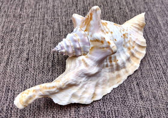 Rooster Conch Seashell (4-5 inches) - Strombus Gallus. White and tan shaded shell with multiple different spirals and shapes. Copyright 2024 SeaShellSupply.com.