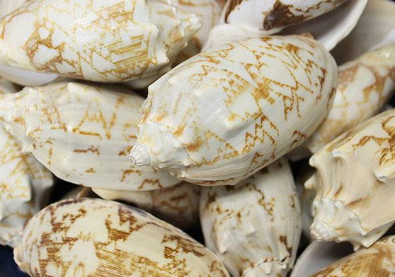 Bat Volute Seashells (3 pcs.) - (2-3 inches) - Cymbiola Vespertilio. Multiple tan and light yellow shells in a pile. Copyright 2022 SeaShellSupply.com.