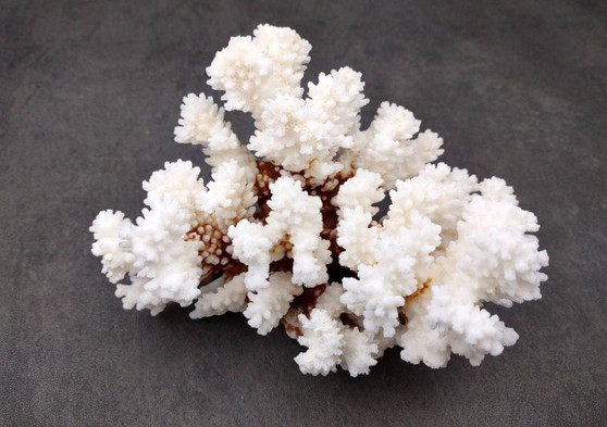 Brownstem Coral Cluster - Pocillopora Verrucosa - (1 cluster approx. 5-7 inches). One white coral cluster with multiple white branches. Copyright 2025 SeaShellSupply.com.