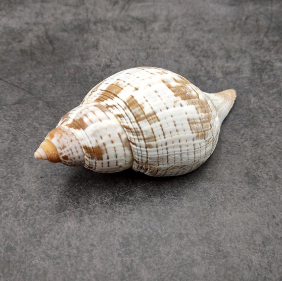 True Tulip Seashell Natural Fasciolaria Tulipa (1 shell approx. 3+ inches) Medium Sized Tulip Shell for coastal collections & display! Copyright 2026 SeaShellSupply.com.