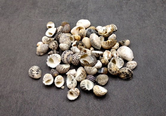 Nerite Seashell Assortment Mix Neritidae (approx. half cup +/-45 shells 0.5+ inch) Assorted Nerite Shells for coastal crafting & jewelry!