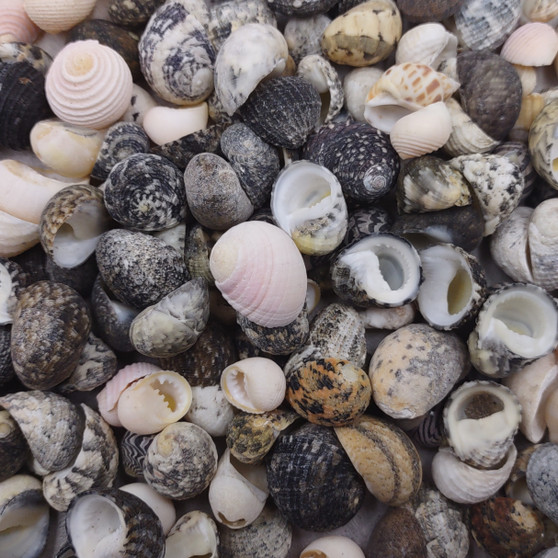 Nerite Shell Assortment (approx. 45-50 shells). Multiple earthly colored shells in a mixed pile, most have different patterns. Copyright 2024 SeaShellSupply.com.