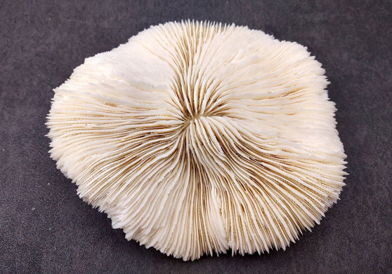Mushroom Coral - Fungia Repanda - (1 coral approx. 5-6 inches). Coral with fine delicate folds. Copyright 2024 SeaShellSupply.com.