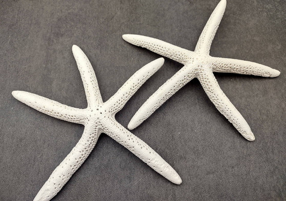White Finger Starfish (2 pcs.) - (6-7 inches) - Linka Laevigata. Long fingered and textured Starfish. Copyright 2022 SeaShellSupply.com.