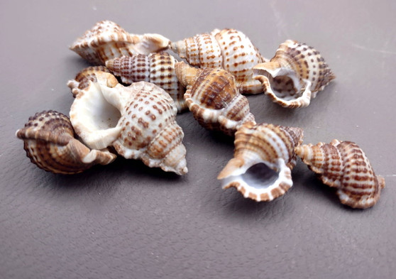 Granulate Frog Seashells (10 pcs.) - Bursa Granularis. Multiple earthly toned, ribbed, and spiral shells in a pile. Copyright 2024 SeaShellSupply.com.