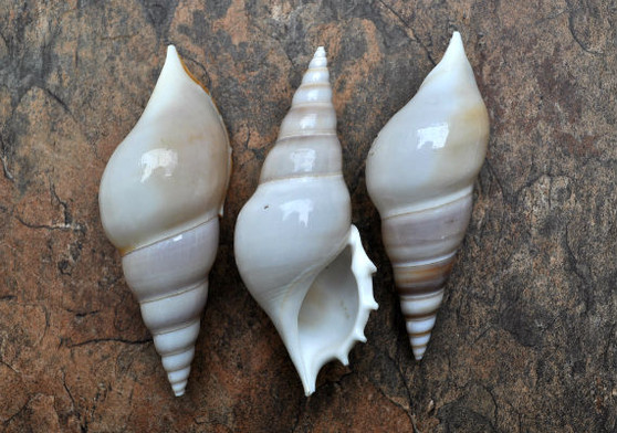 Delicate Tibia Shell - Tibia Delicatula - (3 shells approx. 3-4 inches). Three white and tan shaded spiral shells with a small opening at the end. Copyright 2022 SeaShellSupply.com.