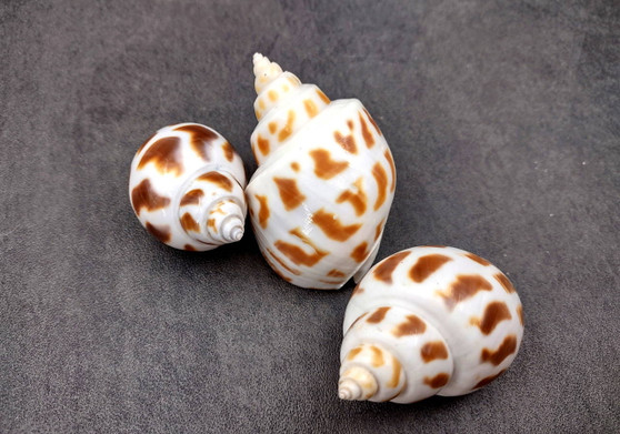 Areola Babylon Seashells XL (3 pcs.) - (2-2.5 inches) - Babylonia Areolata. Three shells with a striped pattern of various shades of brown in a spiral shape laid on the table to show different angles. Copyright 2024 SeaShellSupply.com.