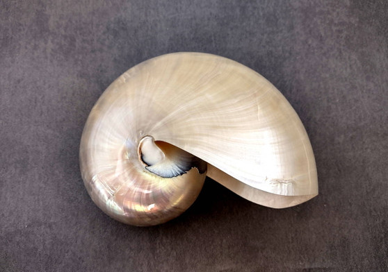 Pearl Nautilus Seashell - Nautilus Pompilius - (1 shell 6-7 inches). One shiny almost reflective shell in a bright white color. Copyright 2024 SeaShellSupply.com.