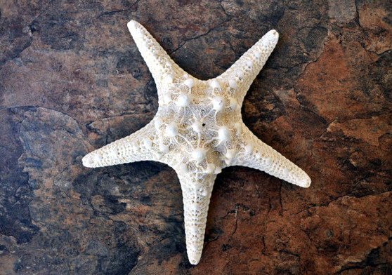 White Knobby Starfish - Protoreaster Nodosus - (1 starfish 5-6 inches). One white and tan Starfish with thinner branches. Copyright 2022 SeaShellSupply.com.