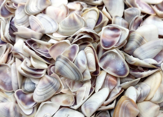 Blue/White Coquina Shells - Donax Variabilis - (approx. 200-250 shells .5 inches). Multiple tan colored flat shells in a pile. Copyright 2025 SeaShellSupply.com.