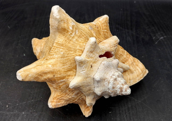 Queen/Pink Conch - Slit Back - Strobus Gigas - (1 shell approx. 8 inches). One pink and white shell. Copyright 2024 SeaShellSupply.com.