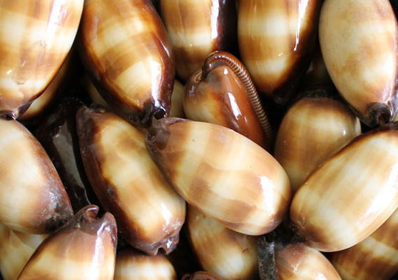 Mole Cowrie Shells (2 pcs.) - (2 inches) - Cypraea Talpa. Multiple tan and white shells in a pile. Copyright 2022 SeaShellSupply.com.
