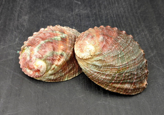 Chino Abalone Shell (2 inches) - Haliotis Assimilis. Two shells, one showing the red and green ribbed outside, and the other showing the smoother shiny wide opening. Copyright 2024 SeaShellSupply.com.
