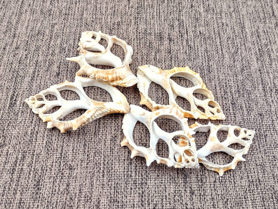 Frilled Frog Center Cut Shells - Bursa Rana - (5 shells approx. 1.5-3 inches). Multiple thin sheets of brown shaded shells laying down showing the inside cavities. Copyright 2022 SeaShellSupply.com.