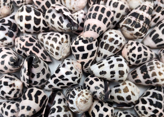 Polished Hebrew Cone Seashells - Conus Ebraeus - (5 shells approx. 1-1.5 inches). Multiple spotted coned shells. Copyright 2025 SeaShellSupply.com.
