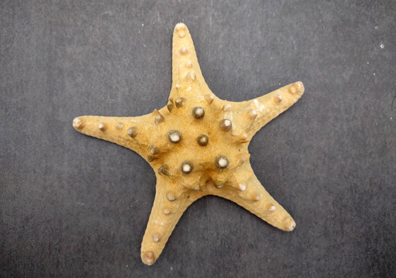 Natural Knobby Starfish (5-6 inches) - Protoreaster Nodosus. One ribbed sand colored Starfish. Copyright 2025 SeaShellSupply.com.