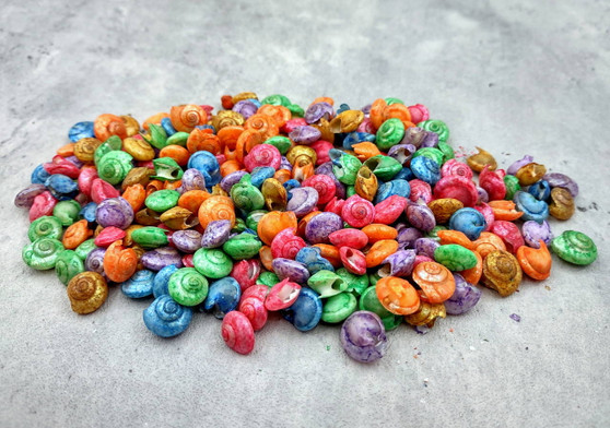 Dyed Umbonium Seashells - Button Top Shells - (approx. 1/2 Cup 210-230 shells 1/8-3/8 inches). Rainbow colored shells in pile. Copyright 2024 SeaShellSupply.com.