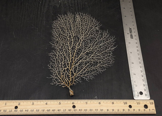 White Sea Fan (1 fan approx. 7-10 inches). White branched fan. Copyright 2025 SeaShellSupply.com