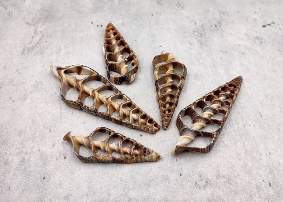 Telescope Shell - Sliced/Center Cut - Telescopium - (5 shells approx. 2-3 inches). Multiple tapered shells with cavities in them and one central mast. Copyright 2022 SeaShellSupply.com.