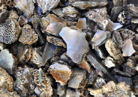 Pink Abalone Chips (approx. 90-110 chips 0.25-1 inches) multiple pieces some spotted, some smooth in a pile. Copyright 2022 SeaShellSupply.com