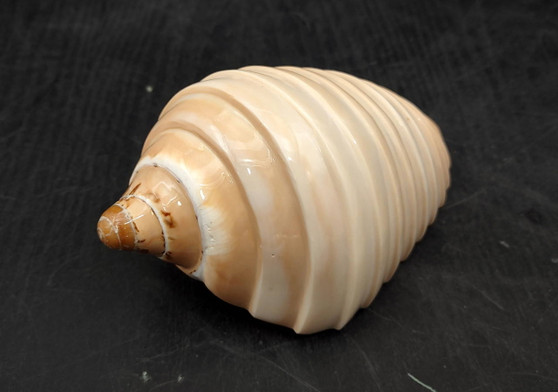 Noble Volute - Banded/Polished - Voluta Nobilis - (1 shell approx. 5.5 inches). Deeply ribbed cream colored shells. Copyright 2024 SeaShellSupply.com.
