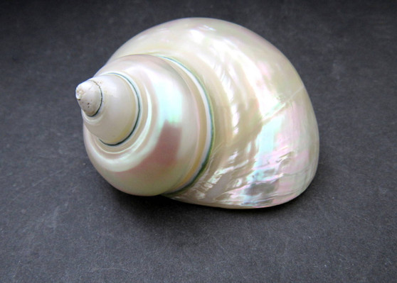 Pearlized Jade Turbo Shell - Turbo Burgessi - (1 shell 3.5-4 inches). Two white almost reflective shells, one showing the spiral and reflective side and the other showing the opening. Copyright 2024 SeaShellSupply.com.
