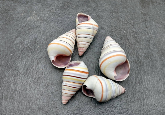 Candy Cane Landsnail (5 pcs.) - (1-1.5 inches) - Linguus Virgineus. Multiple brightly colored striped spiral shells. Copyright 2022 SeaShellSupply.com.
