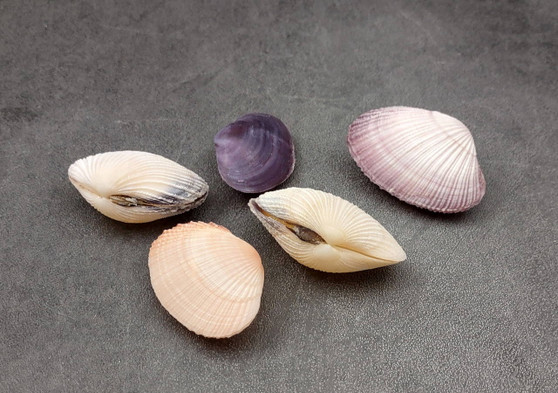 Asaphis Violaceus Clam Pairs - (5 Shell pairs approx. 1.5-2 inches). Multiple different ribbed pastel colored closed clams. Copyright 2024 SeaShellSupply.com.